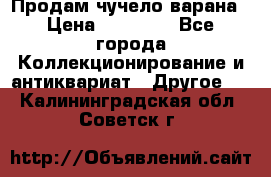 Продам чучело варана › Цена ­ 15 000 - Все города Коллекционирование и антиквариат » Другое   . Калининградская обл.,Советск г.